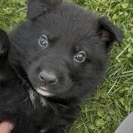 Black male 2 - Black male German Shepherd puppy in Winchester, Kentucky from Drache Feld