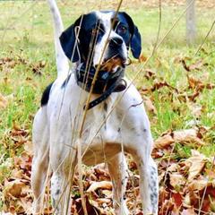 Pointers from Rimrock Pointers