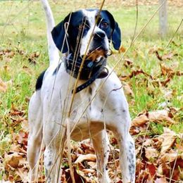 Pointers from Rimrock Pointers