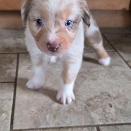 Barcardi boy 2 - Red merle male Australian Shepherd puppy in Solon, Maine from Mountain Range Australian Shepherds