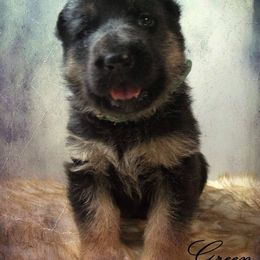 German Shepherd Puppies from Muddy Acres German Shepherds