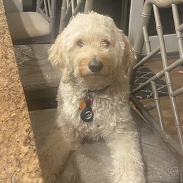 Ella - Goldendoodle