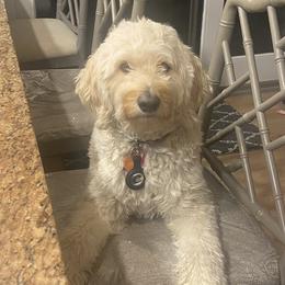 Ella - Goldendoodle