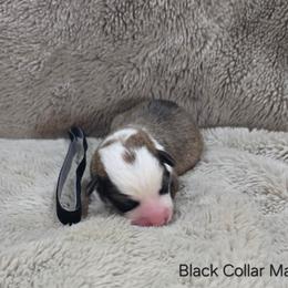 Black Collar Male - Red male Pembroke Welsh Corgi puppy in Tenino, Washington from LoneStar Corgis NW