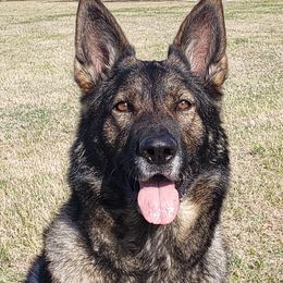 Lyra - German Shepherd