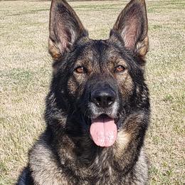 Lyra - German Shepherd