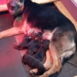 German Shepherds from Deestraum German Shepherds