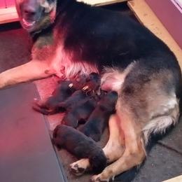 German Shepherds from Deestraum German Shepherds