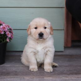 Golden Retriever Puppies from A Refined Canine