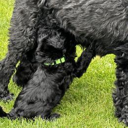 Australian Labradoodle Puppies from Tiny Treasures Australian Labradoodles