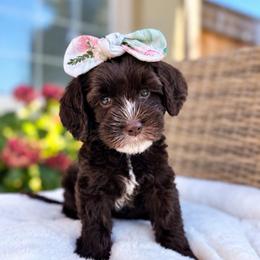 Jessie - Chocolate female Australian Labradoodle puppy in Morgan Hill, California from Loving Labradoodles