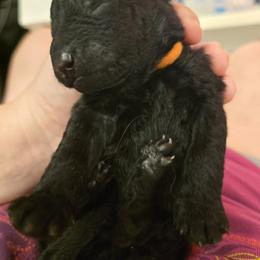Sid - Black male Mudi puppy in Bolingbrook, Illinois from Szomorú Füz Mudi Kennel/Weeping Willow Mudi Kennel