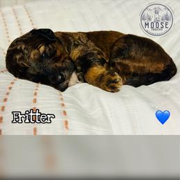 Fritter - Sable male Bernedoodle puppy in Belleville, Michigan from Moose Tracks Bernedoodles