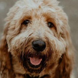 Goldendoodles from Golden State Doodles
