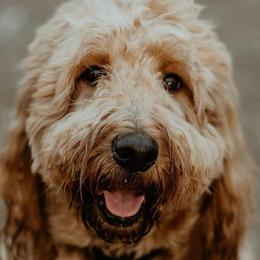 Goldendoodles from Golden State Doodles