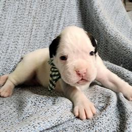 Buddy - White male Boxer puppy in Arnold, Missouri from Molly Mo Boxers