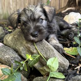 Miniature Schnauzer Puppies from Home Sweet Home Schnauzers