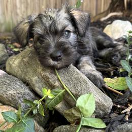Miniature Schnauzer Puppies from Home Sweet Home Schnauzers
