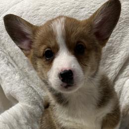 Mistletoe - Red Pembroke Welsh Corgi puppy in Washington from KB Corgis