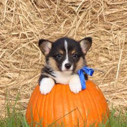 Boy 1 Blue - Black and tan male Pembroke Welsh Corgi puppy in Ville Platte, Louisiana from Flat town corgis
