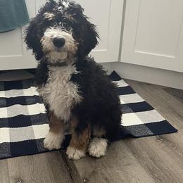 Bernedoodle, Cavalier King Charles Spaniel, and Cavapoo Puppies from Harper Haven Cavaliers & Doodles