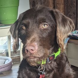 Hannah - Labradoodle