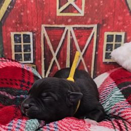 Jingles (Mr.Yellow) - Black male Staffordshire Bull Terrier puppy in Georgetown, Texas from Bruhaus Kennels