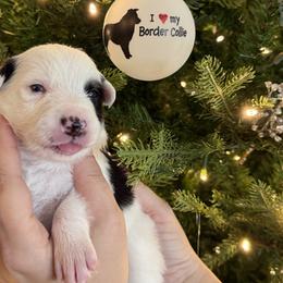 Romeo - Black and white male Border Collie puppy in Seguin, Texas from Geronimo Creek Border Collies