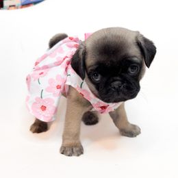 Georgia - Pink Collar - Silver female Pug puppy in Hereford, Arizona from Broken Road Ranch Pugs