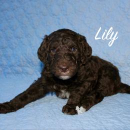Lily - Sable female Aussiedoodle puppy in Kings Mountain, North Carolina from Champion Farms Doodles