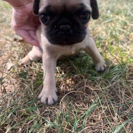 Magnolia - Cream female Pug puppy in Yellville, Arkansas from Ozark Mountain Doodles & Pugs
