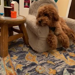 Goldendoodle, Poodle, and Sheepadoodle All Grown Up from Brewer's Goldendoodles & Sheepadoodles