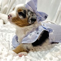 Miniature Australian Shepherd Puppies from Southern Charmers