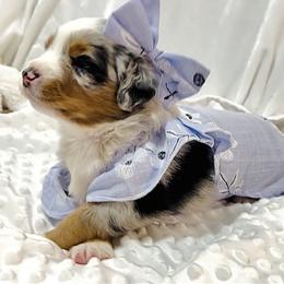 Miniature Australian Shepherd Puppies from Southern Charmers