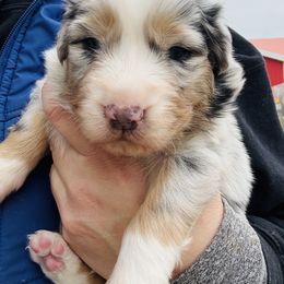 Rolex - Blue merle male Australian Shepherd puppy in Ashland, Ohio from SS Australian Shepherds