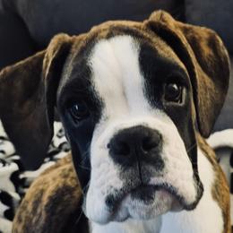 Boxer All Grown Up from Rorschach Boxers