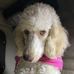 Heather - Goldendoodle