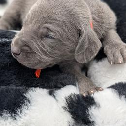Aldo Nova - Blue male Weimaraner puppy in Evart, Michigan from Drehbar Weimaraners