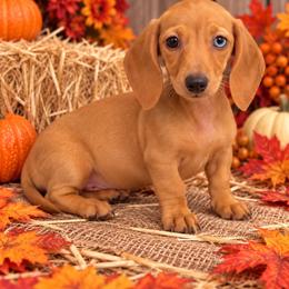 Eve - Dapple female Dachshund puppy in Industry, Illinois from KDKs Kennels