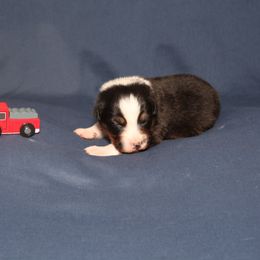 Australian Shepherd Puppies from Lori's Australian Shepherds