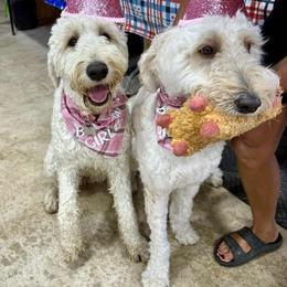 Cockapoo and Goldendoodle All Grown Up from Meghan McKay
