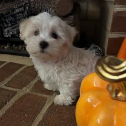 Gary - White and lemon male Maltese puppy in Grottoes, Virginia from Wendy’s Maltese & Cavamalts of Virginia