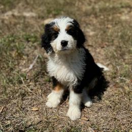 Aurora - Bernedoodle