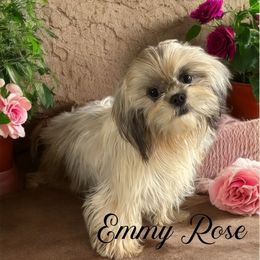 Emmy - Shih Tzu