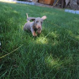Stella's boy 3 - Fawn (isabella) and tan male Dachshund puppy in Craig, Colorado from Rocky Mountain Shih Tzus and Dry Creek Miniature Dachshunds