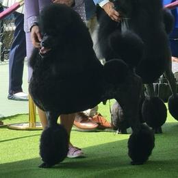 Xander - Poodle