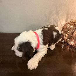 Maple - Liver and white female English Springer Spaniel puppy in Morrilton, Arkansas from Triple M Farms & Springers