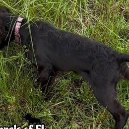 Boykin Spaniels and Catahoula Leopard Dogs from C4 Kennels of FL & AL