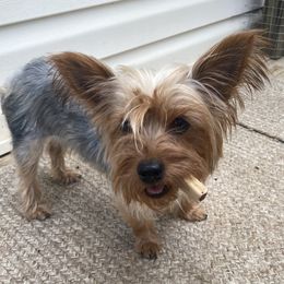 Princess 👑 - Morkie