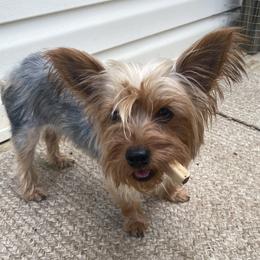 Princess 👑 - Morkie